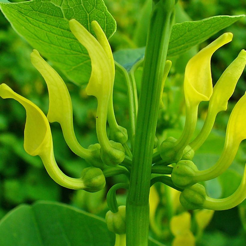 Aristolochia clematitis - Aristoloquia (Floración)