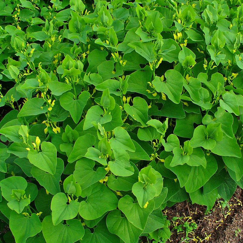 Aristolochia clematitis - Aristoloquia (Porte)