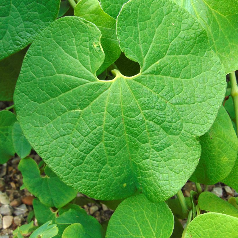 Aristolochia clematitis - Aristoloquia (Follaje)