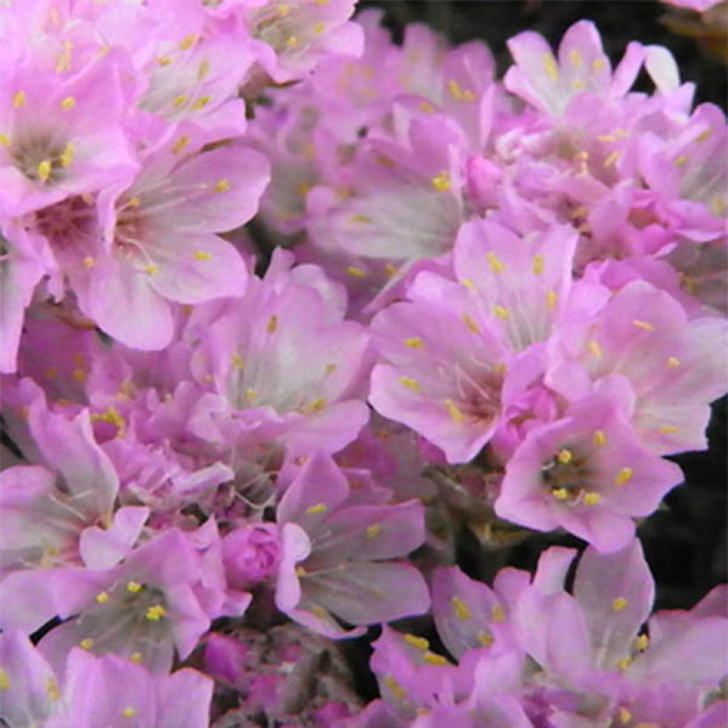 Armeria juniperifolia Bevan s Variety (Floración)