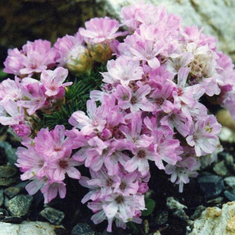 Armeria juniperifolia Bevan s Variety (Porte)