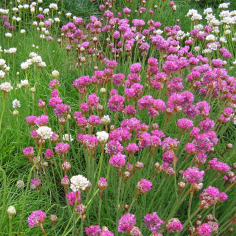 Clavelina del mar Splendens - Armeria maritima (Floración)