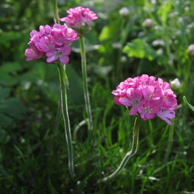 Clavelina del mar Rosea - Armeria maritima (Porte)