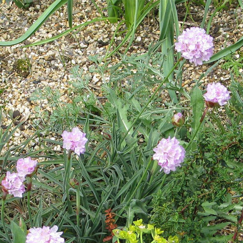 Armeria welwitschii (Floración)