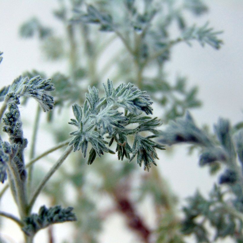 Artemisia arborescens Little Mice (Follaje)