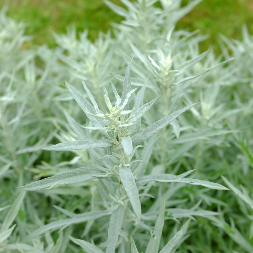 Artemisia ludoviciana Silver Queen (Follaje)