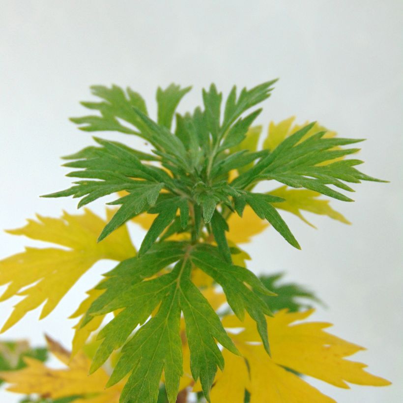 Artemisia vulgaris (Follaje)