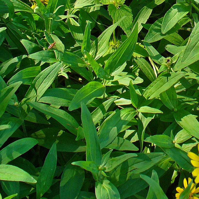 Arnica americana - Arnica chamissonis (Follaje)