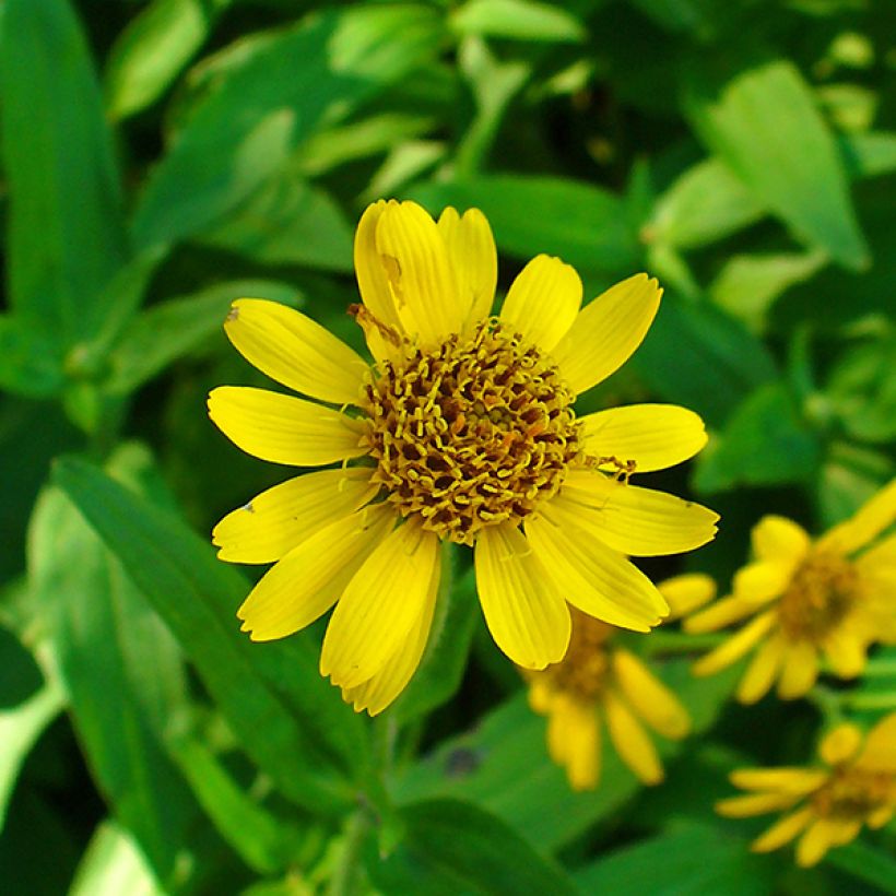 Arnica americana - Arnica chamissonis (Floración)