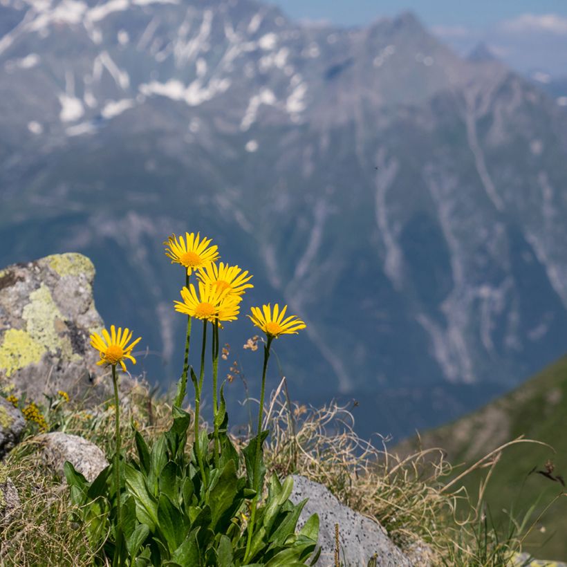 Arnica de montaña (semillas) - Arnica montana (Porte)