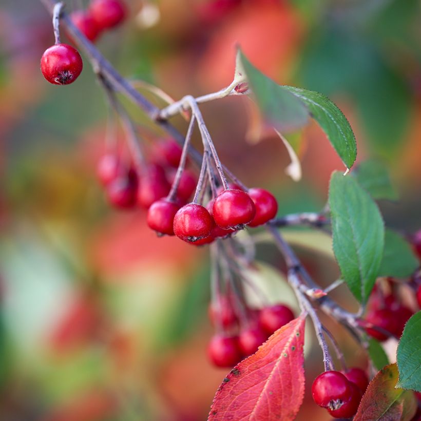 Aronia Brilliant - Aronia arbutifolia (Cosecha)