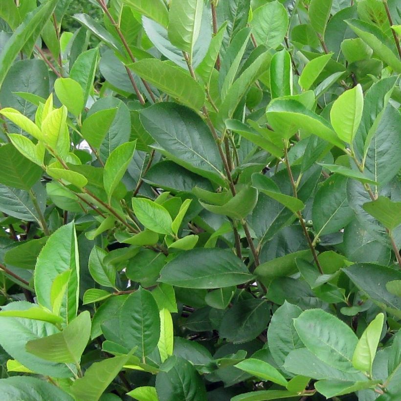 Chokeberry negro - Aronia melanocarpa (Follaje)