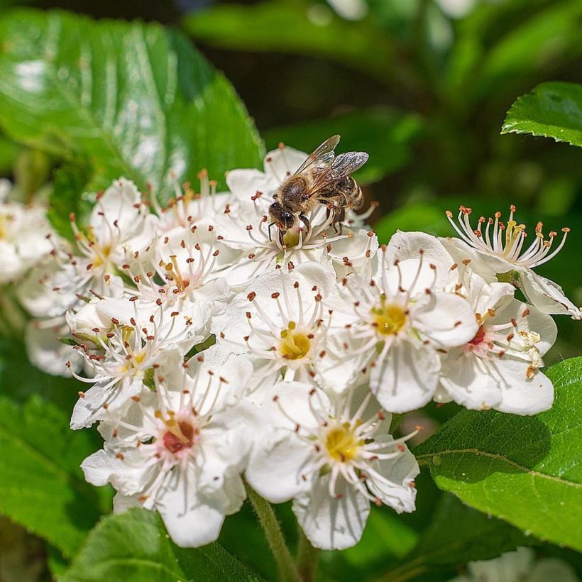 Chokeberry negro - Aronia melanocarpa (Floración)