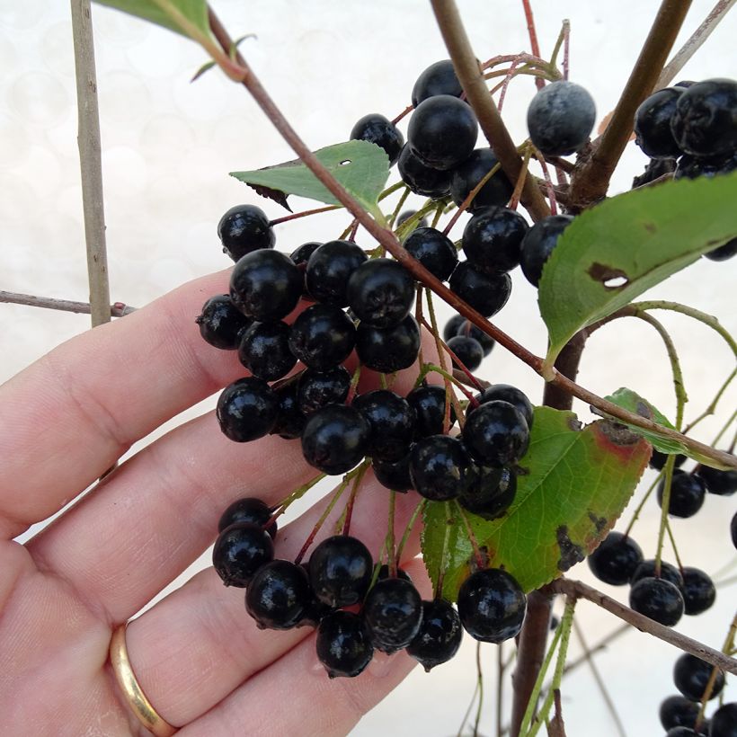 Chokeberry negro Autumn Magic - Aronia melanocarpa (Cosecha)