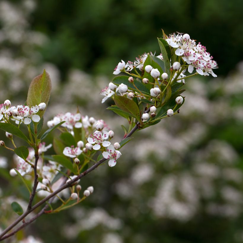 Aronia melanocarpa Hugin (Floración)