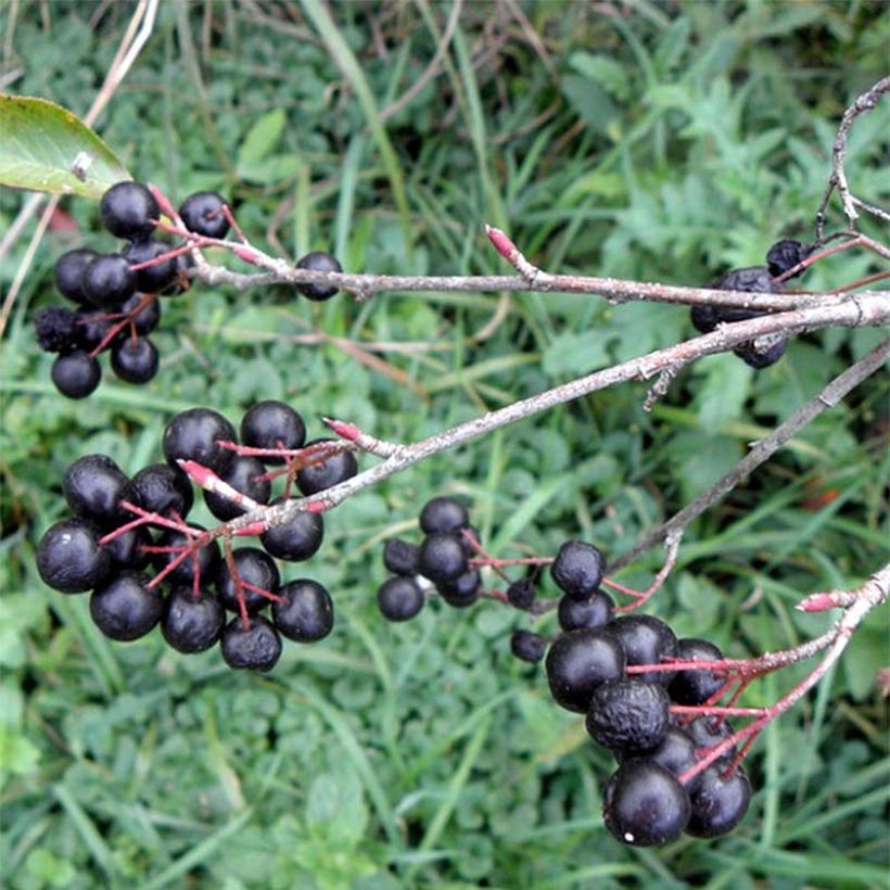 Aronia melanocarpa Professor Ed (Cosecha)