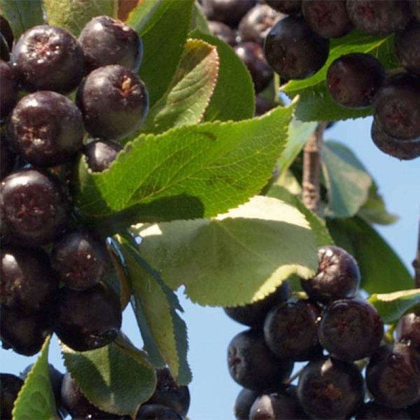 Chokeberry púrpura Nero - Aronia x prunifolia (Follaje)