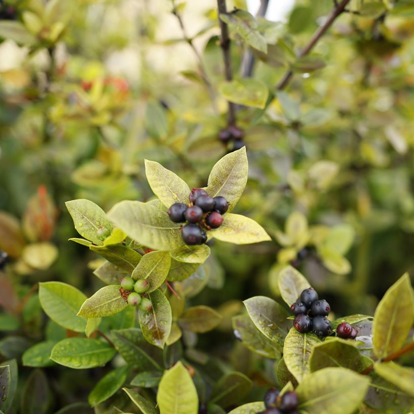 Chokeberry púrpura Viking - Aronia x prunifolia (Cosecha)