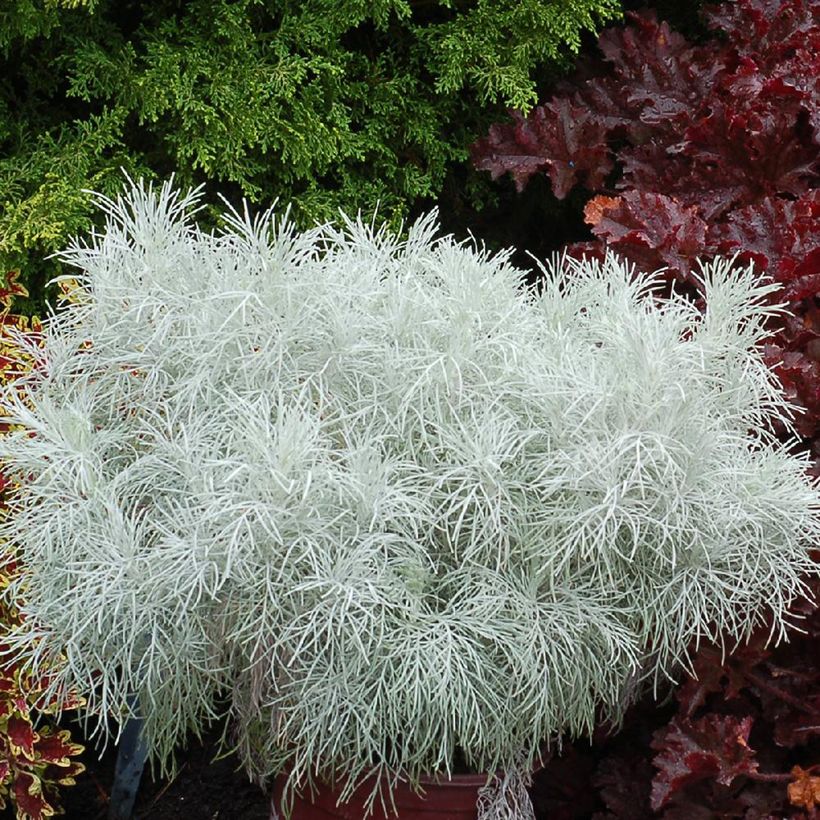 Artemisia mauiensis Makana Silver (Porte)