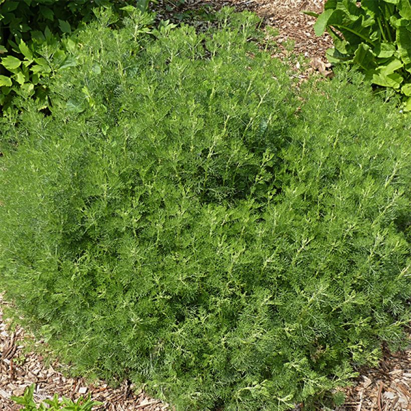 Artemisia abrotanum - Abrótano macho (Porte)