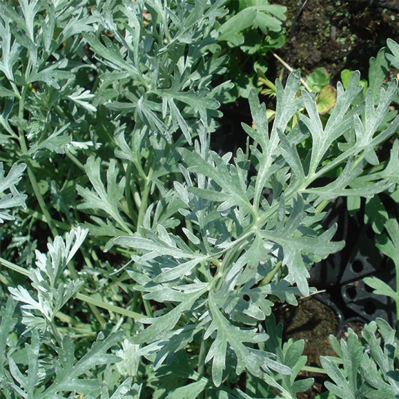 Artemisia absinthium Lambrook Silver (Follaje)