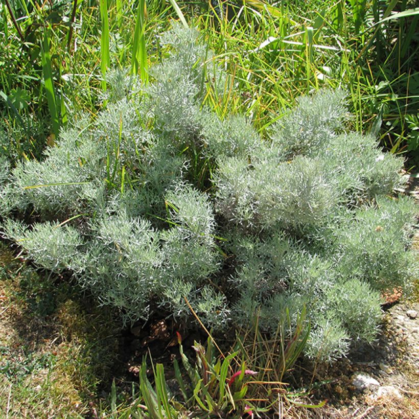 Artemisia alba Canescens (Porte)