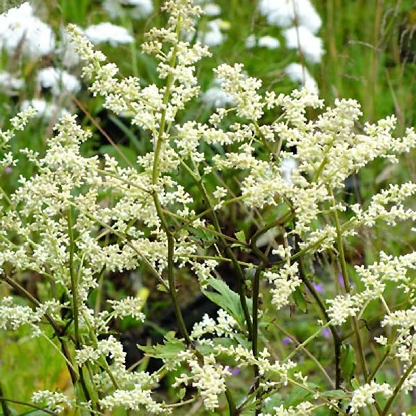 Artemisia lactiflora Jim Russel (Floración)