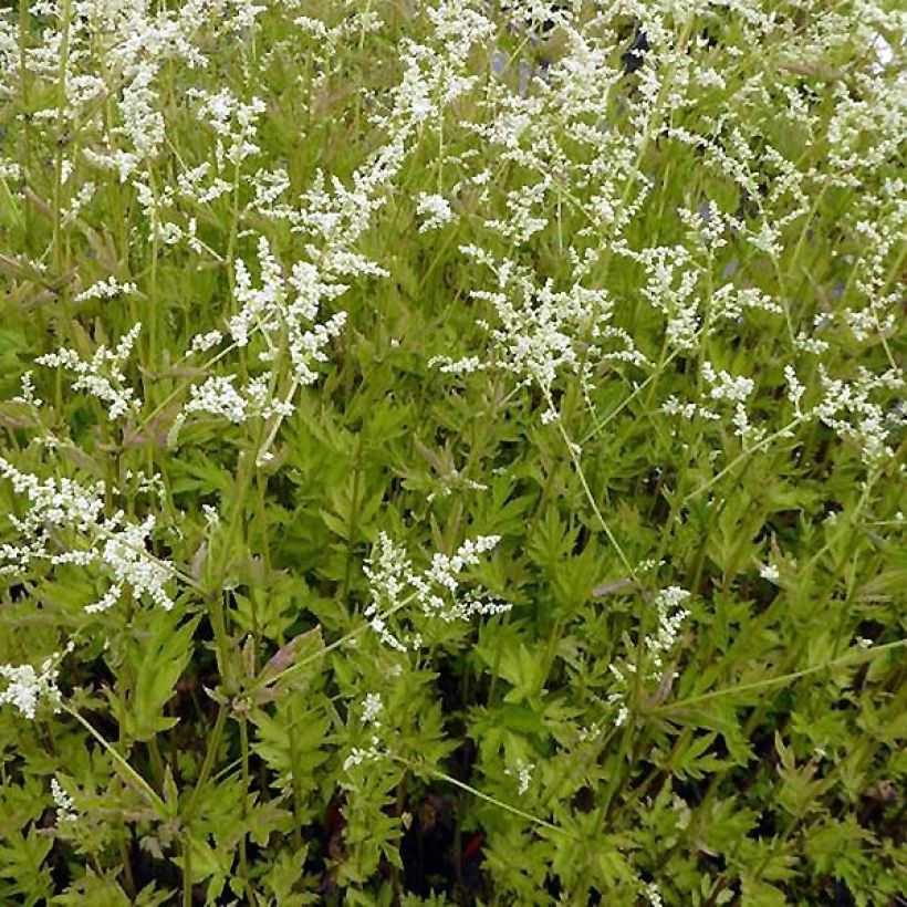 Artemisia lactiflora Jim Russel (Porte)