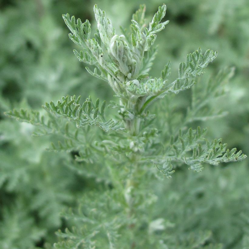 Artemisia pontica (Follaje)