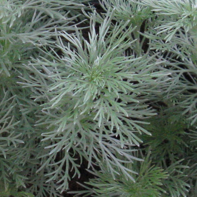 Artemisia schmidtiana Nana (Follaje)