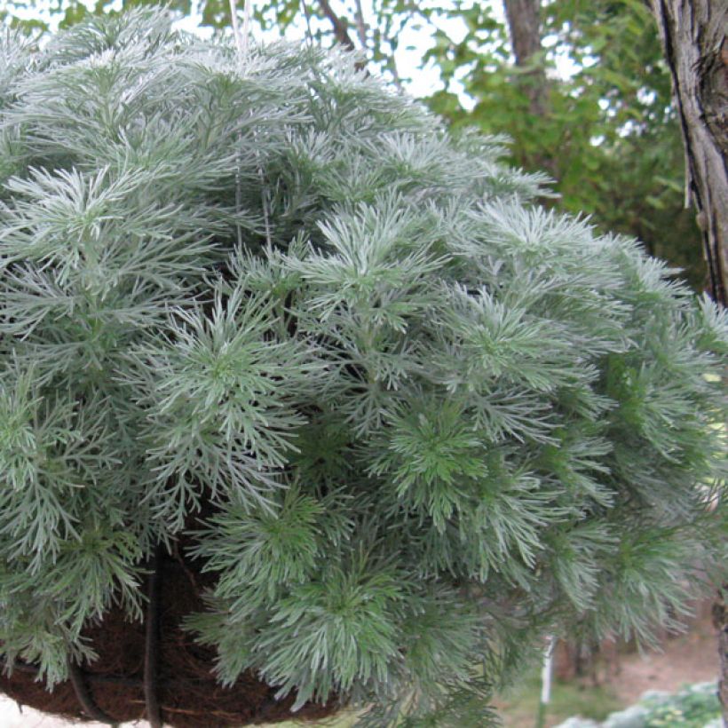 Artemisia schmidtiana Nana (Porte)