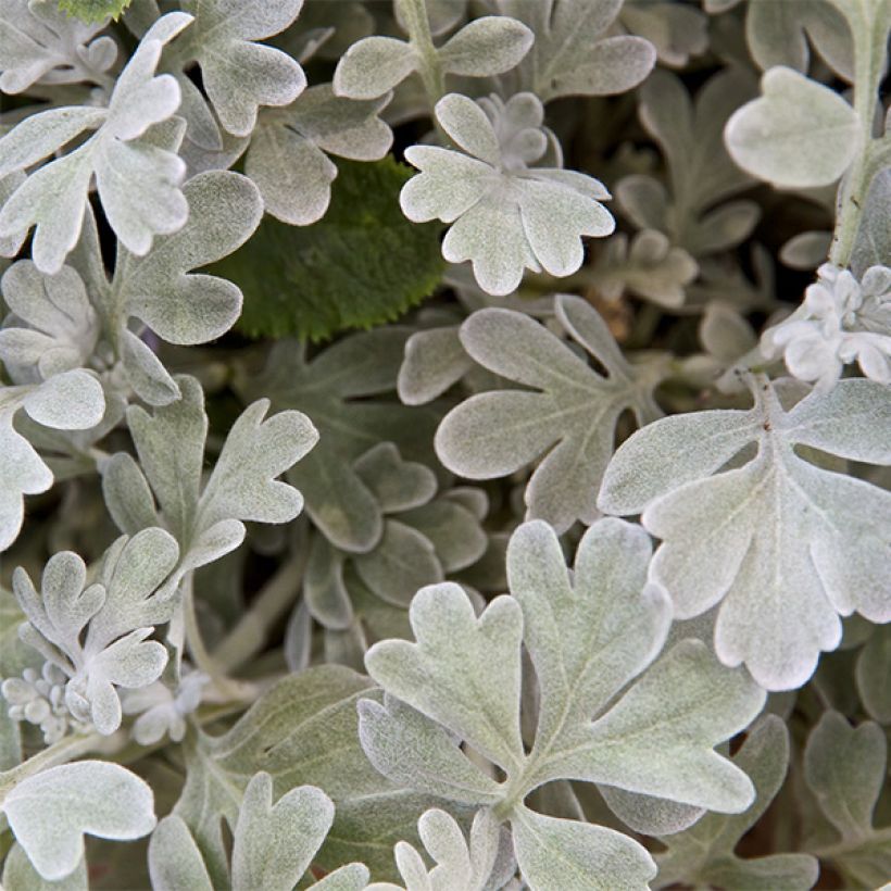 Artemisia stelleriana Boughton Silver (Floración)