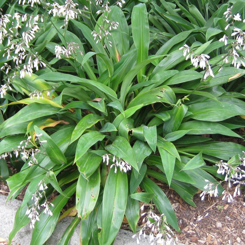 Arthropodium cirratum - Lirio De Rengarenga (Follaje)