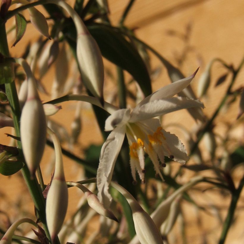 Arthropodium cirratum - Lirio De Rengarenga (Floración)