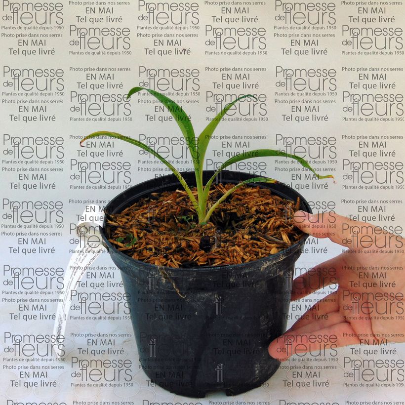 Ejemplo de ejemplar de Arthropodium cirrhatum Pot de 2L/3L tal y como se entrega