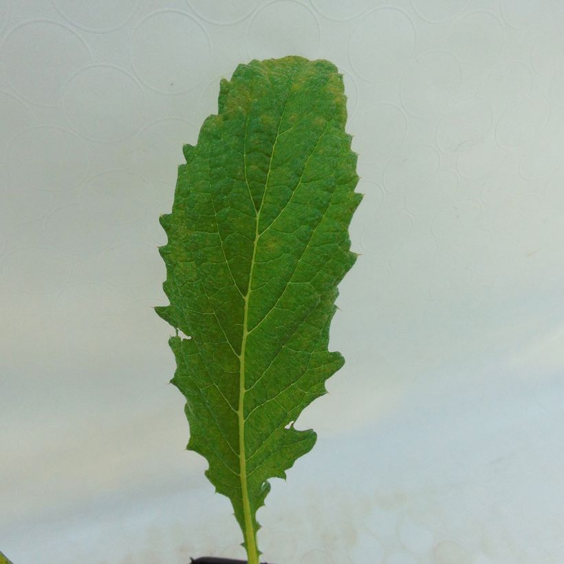 Alcachofa Violet de Provence (plantas) (Follaje)