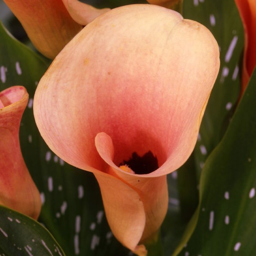 Calla Auckland (Floración)