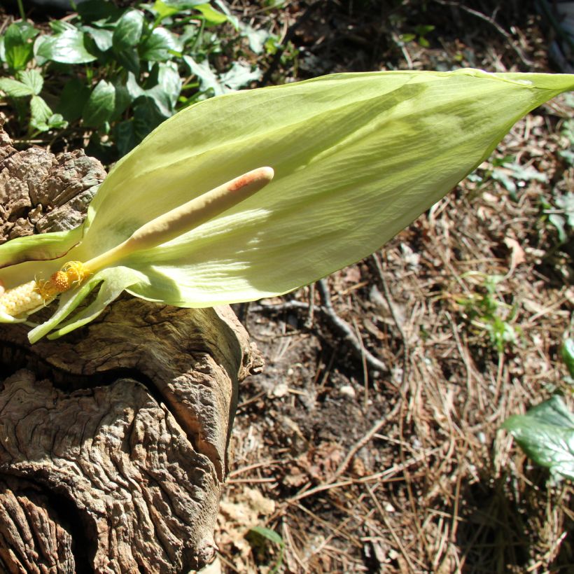 Arum italicum - Aro (Floración)