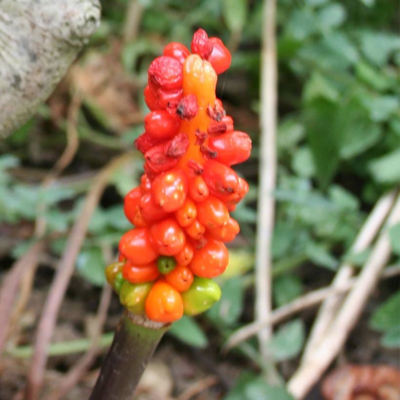 Arum italicum - Aro (Cosecha)