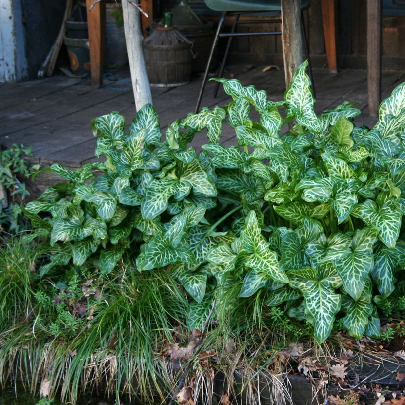 Arum italicum - Aro (Porte)