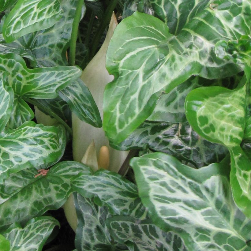 Arum italicum Marmoratum (Floración)