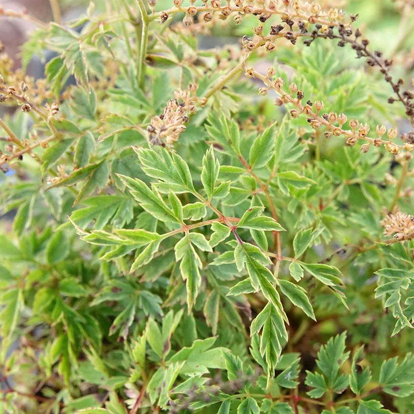 Aruncus Guinea Fowl (Follaje)