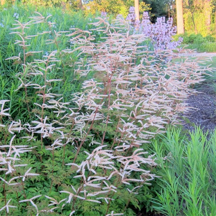 Aruncus Horatio (Floración)