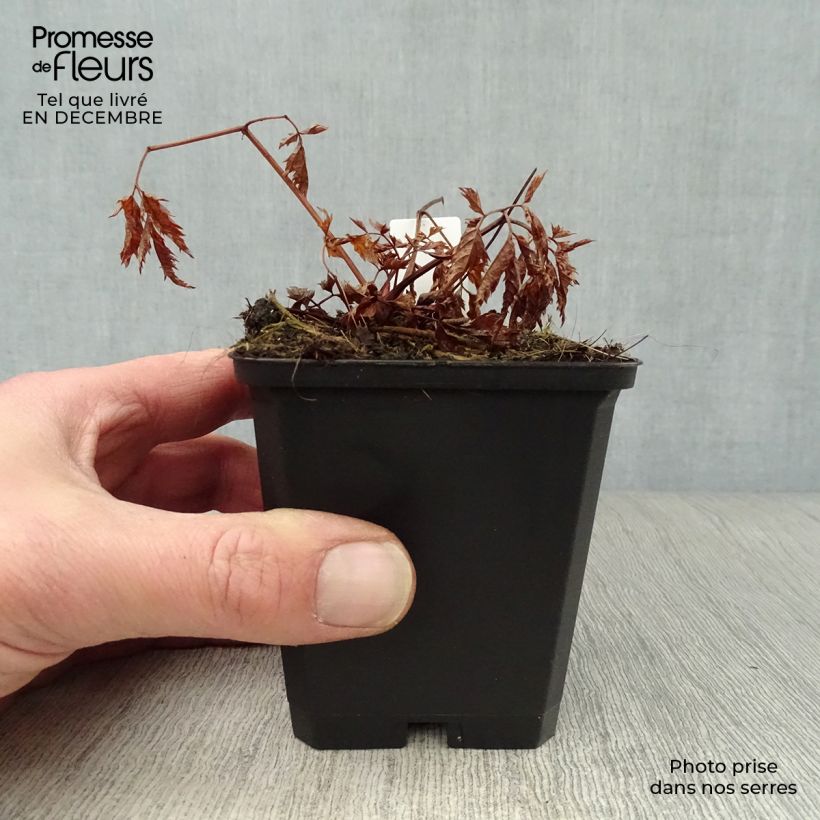 Aruncus hybride Horatio - Barbe de Bouc Godet de 9cm Ejemplar entregado en invierno