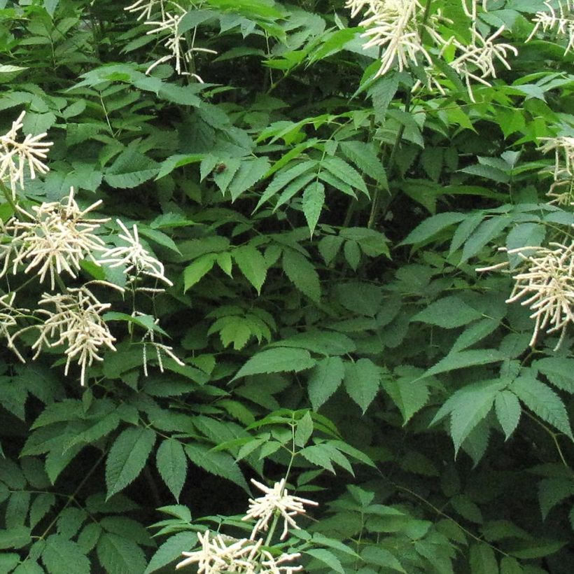 Aruncus Misty Lace (Follaje)