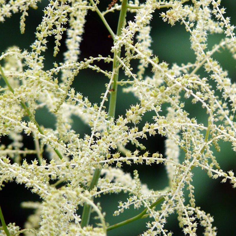 Aruncus Misty Lace (Floración)