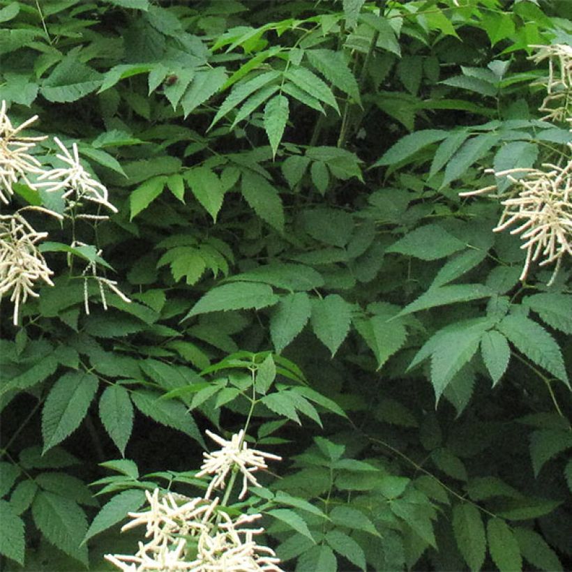 Aruncus sinensis Zweiweltenkind (Follaje)