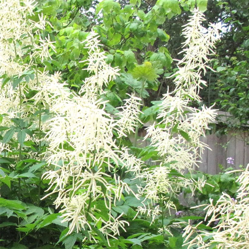 Aruncus sinensis Zweiweltenkind (Floración)