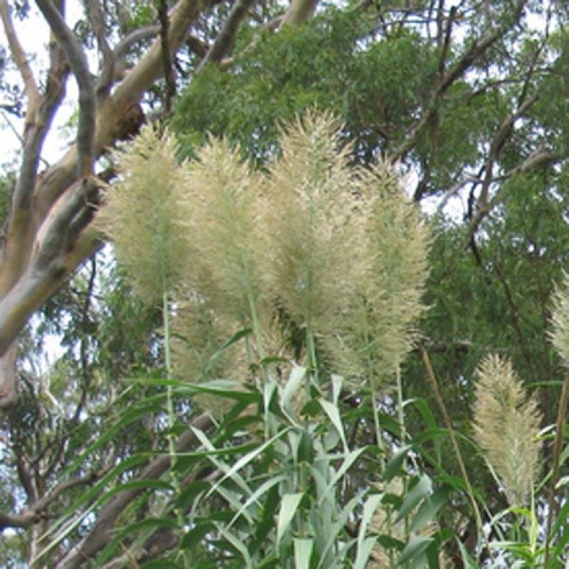 Arundo donax - Caña comun (Floración)