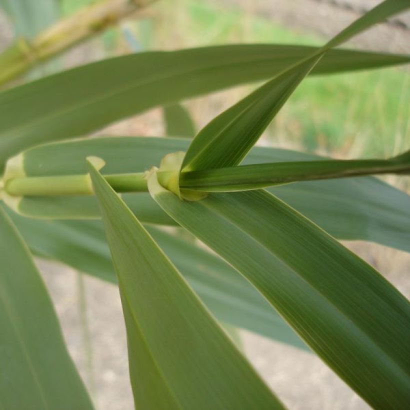 Arundo donax - Caña comun (Follaje)